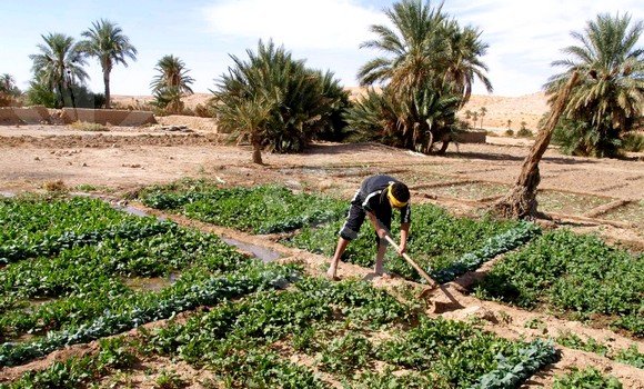 الزراعة الصحراوية المستدامة محور ندوة متبوعة بنقاش بالجزائر العاصمة