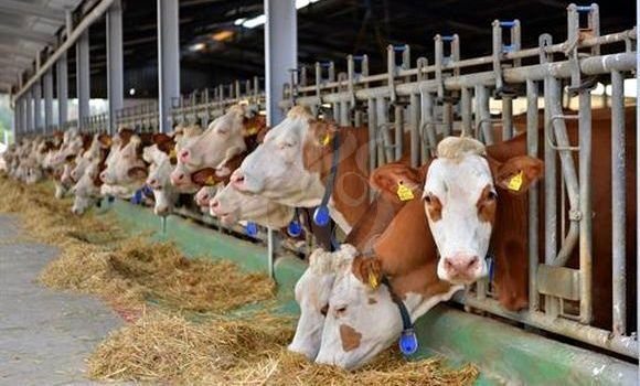 Agriculture : lancement lundi de l’opération de vaccination des bovins contre la dermatose nodulaire contagieuse