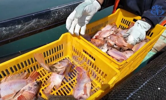 Khenchela: attribution de la prime incitative aux producteurs de tilapia rouge