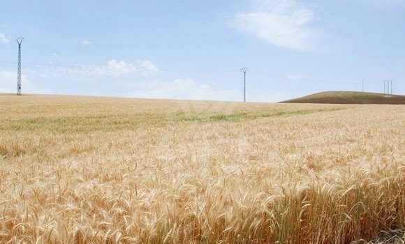 Blé dur: 1,6 million d’hectares à cultiver pour atteindre l’autosuffisance