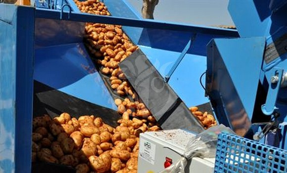 Pomme de terre: déstockage d’importantes quantités pour réguler le marché