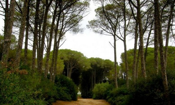 Journée de l’arbre: plusieurs activités organisées à travers le territoire national