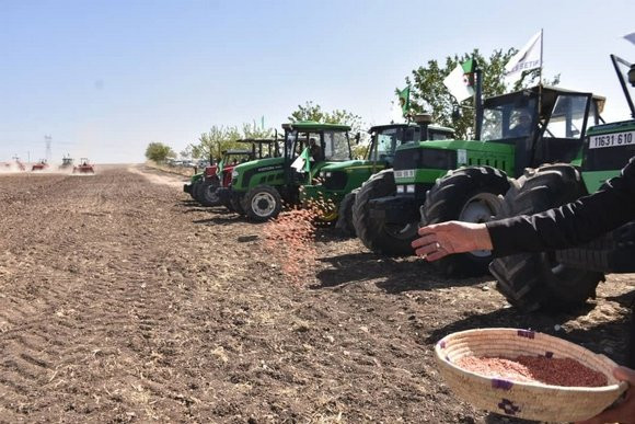 Saison agricole 2024-2025:  Plus de 3 millions hectares dédiés aux céréales