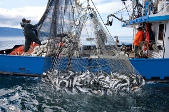 Pas moins de 93% des pêcheurs affiliés à la sécurité sociale