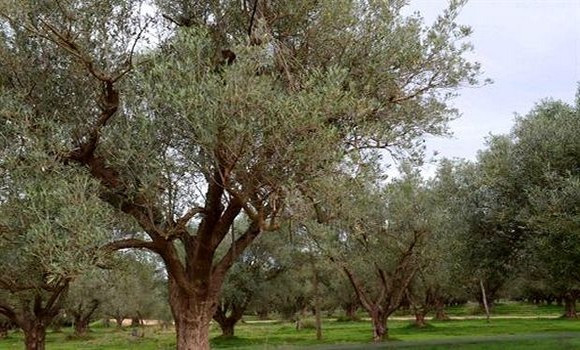 Bouira: les oliveraies retrouvent la bonne ambiance de la cueillette